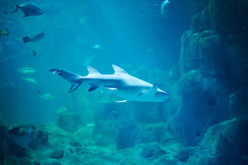 Naklejka premium Shark swim in big aquarium