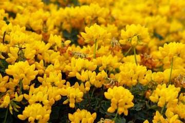 Jazmines amarillos en el jardín