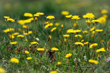 Fototapeta premium Campo de flores de diente de león 