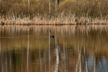 Naklejka na ściany i meble Swans on a forest lake on a spring morning in Samarskaya Luka National Park!