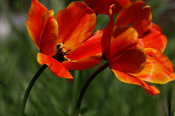 Tres tulipanes abiertos bajo la luz del sol