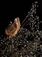 dried flowers on a black background