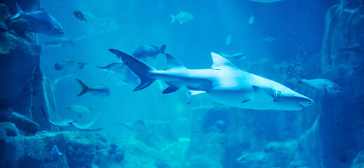 Obraz premium Big shark swim in coral reef background