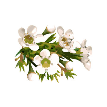 Chamelaucium, white flowers. Vector illustration isolated on white background.