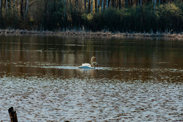Swans on a forest lake on a spring morning in Samarskaya Luka National Park!