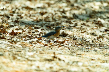 Spring Bird