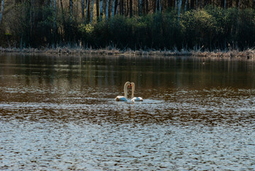 Swans on a forest lake on a spring morning in Samarskaya Luka National Park!