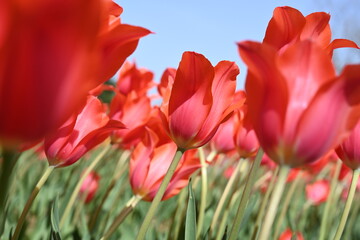 Colorful tulips in the garden