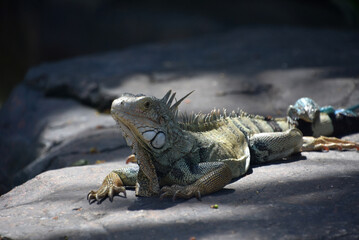 Large Iguana on a Big Rock in the Sun