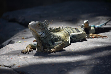 Large Iguana with a Small Lizard on His Tail