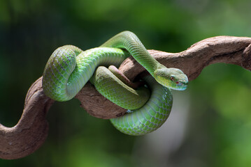 Obraz premium White-lipped island pit vipers coiled around a tree branch