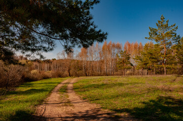 Fototapeta premium Morning forest in Samrskaya Luka National Park!