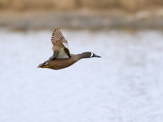 Male Blue-winged Teal in Flight  Over Lake in Spring