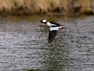 Male Bufflehead in Flight  Over Lake in Spring