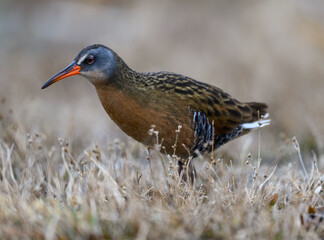 Virginia Rail  Closeup Portrait in Spring