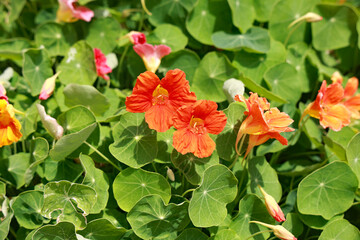 Obraz premium Colorful nasturtium flowers in a home vegetable garden, which are edible, with a peppery flavor.