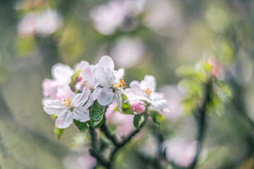 Fototapeta na wymiar apple tree blossom vintage lens rendering