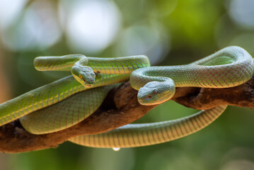 White-lipped island pit vipers coiled around a tree branch