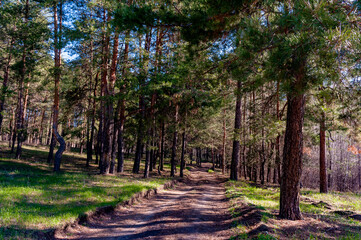 Obraz premium Morning forest in Samrskaya Luka National Park!