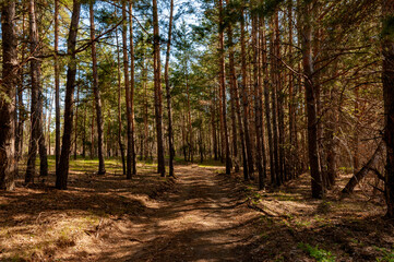 Morning forest in Samrskaya Luka National Park!