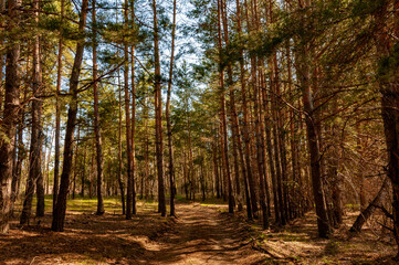Obraz premium Morning forest in Samrskaya Luka National Park!
