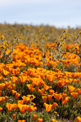 California golden poppies in full bloom 