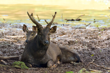 Portrait of a male sambar deer rest on the riverbank