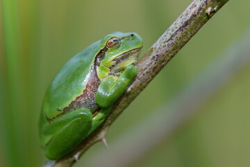 European Tree Frog (Hyla arborea) yawning on a Bramble (Rubus sp.) bush in the forest in Noord Brabant in the Netherlands