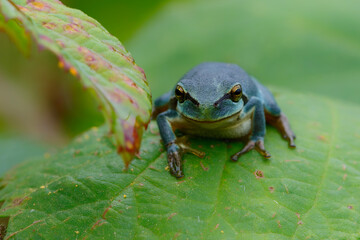 European Tree Frog (Hyla arborea) yawning on a Bramble (Rubus sp.) bush in the forest in Noord Brabant in the Netherlands