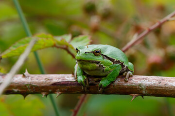 European Tree Frog (Hyla arborea) yawning on a Bramble (Rubus sp.) bush in the forest in Noord...