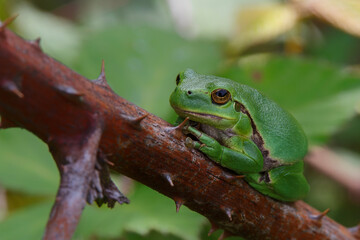 European Tree Frog (Hyla arborea) yawning on a Bramble (Rubus sp.) bush in the forest in Noord Brabant in the Netherlands