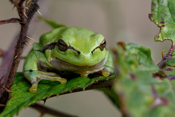 European Tree Frog (Hyla arborea) yawning on a Bramble (Rubus sp.) bush in the forest in Noord Brabant in the Netherlands