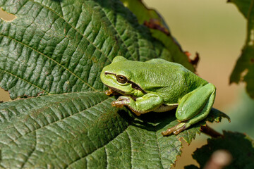 European Tree Frog (Hyla arborea) yawning on a Bramble (Rubus sp.) bush in the forest in Noord Brabant in the Netherlands