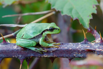 Obraz premium European Tree Frog (Hyla arborea) yawning on a Bramble (Rubus sp.) bush in the forest in Noord Brabant in the Netherlands