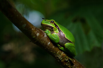 European Tree Frog (Hyla arborea) with a fly on his nose sitting on a Bramble (Rubus sp.) in the forest in Noord Brabant in the Netherlands