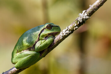 European Tree Frog (Hyla arborea) yawning on a Bramble (Rubus sp.) bush in the forest in Noord Brabant in the Netherlands