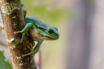 European Tree Frog (Hyla arborea) yawning on a Bramble (Rubus sp.) bush in the forest in Noord Brabant in the Netherlands