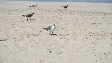 seagulls on the beach