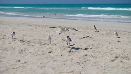 Fototapeta na wymiar birds on the beach