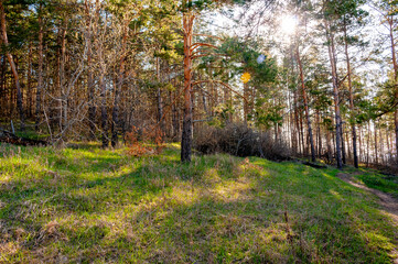 Morning forest in Samrskaya Luka National Park!