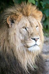close up of a male lion (Panthera leo)