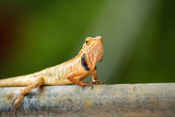 A chameleon is clinging to an iron rod in nature.