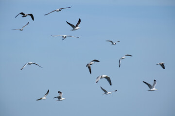 Meeuwen - Seagulls