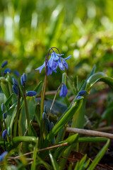 Scilla luciliae is a perennial bulbous plant; species of the genus Scilla ( Scilla ) of the...