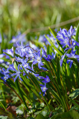 Scilla luciliae is a perennial bulbous plant; species of the genus Scilla ( Scilla ) of the...