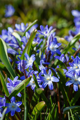 Scilla luciliae is a perennial bulbous plant; species of the genus Scilla ( Scilla ) of the Asparagus family