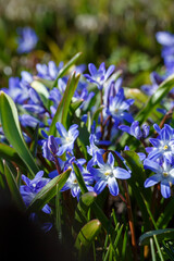 Scilla luciliae sort Blue Giant is a perennial bulbous plant; species of the genus Scilla ( Scilla...