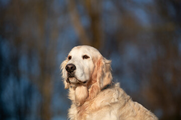 Retriever im Portrait