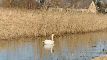 A lone swan swims in a ditch on a bright sunny day in early spring