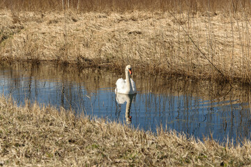 Fototapeta na wymiar A swan floating alone in a ditch is beautifully reflected in the water.